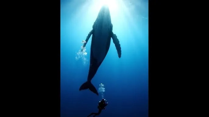 免费ai一键移除衣物 - 深蓝星球：探索海洋深处的未知世界